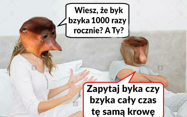 Zapytaj byka 