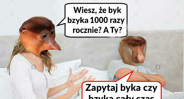 Zapytaj byka 