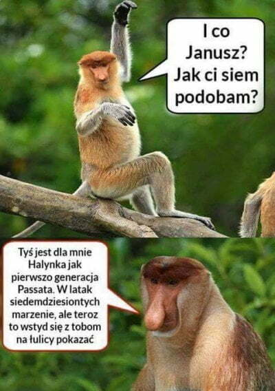 Czy Halynka podoba się Januszowi? 