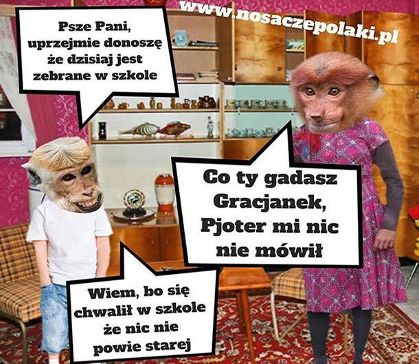 Gracjanek donosiciel 