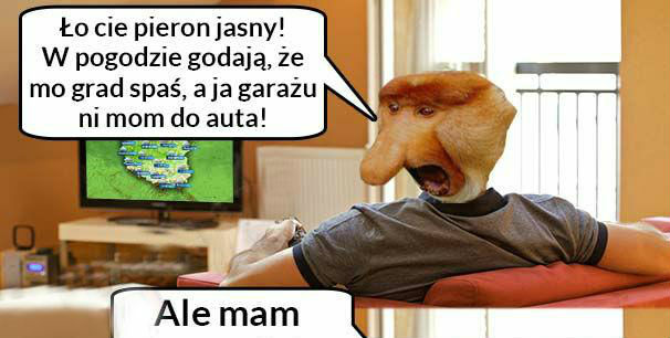 Janusz ma łeb 