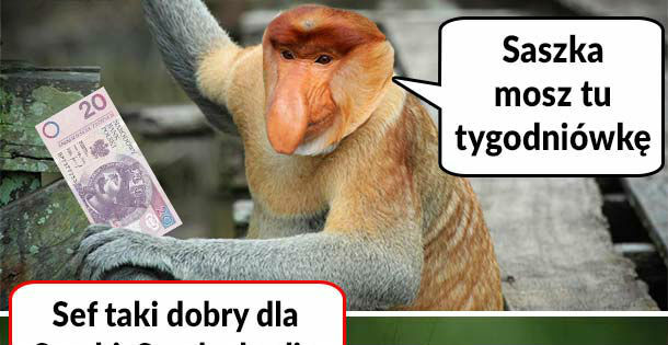 Tygodniówka Saszki 