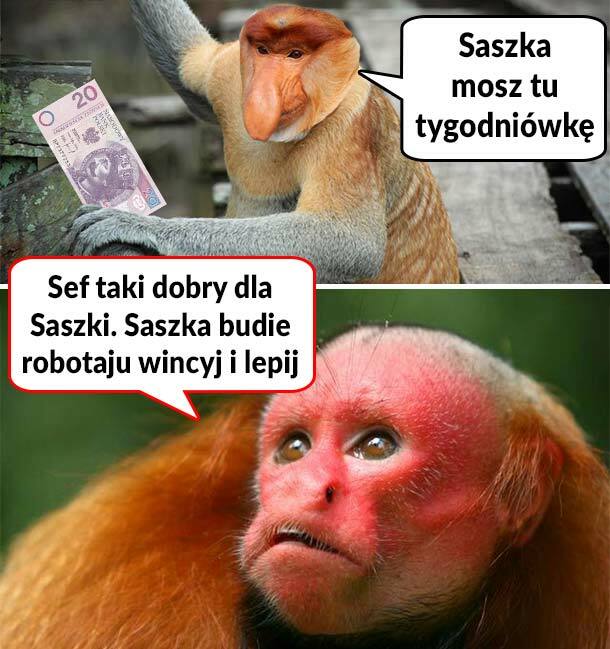 Tygodniówka Saszki 