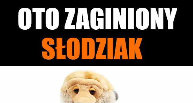 Zaginiony słodziak :D 