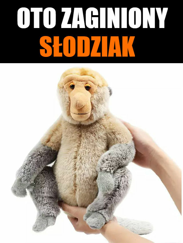 Zaginiony słodziak :D 