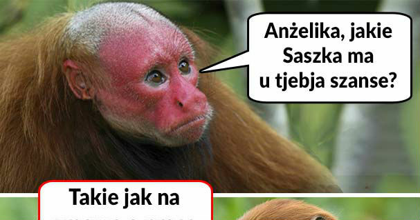 Jakie Saszka ma szanse? 