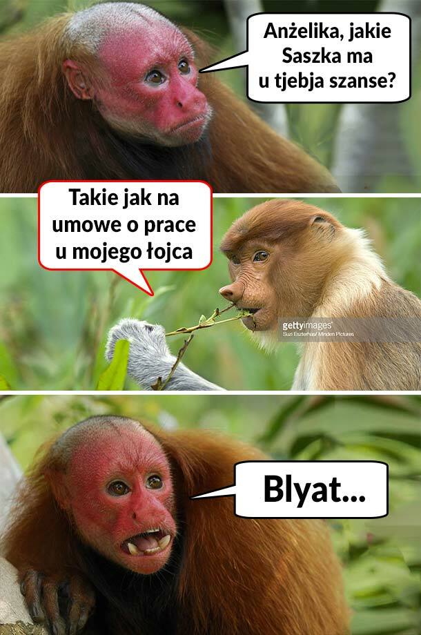 Jakie Saszka ma szanse? 