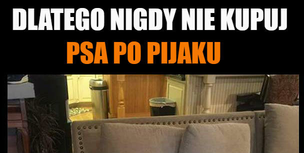 Nigdy nie kupuj psa po pijaku 