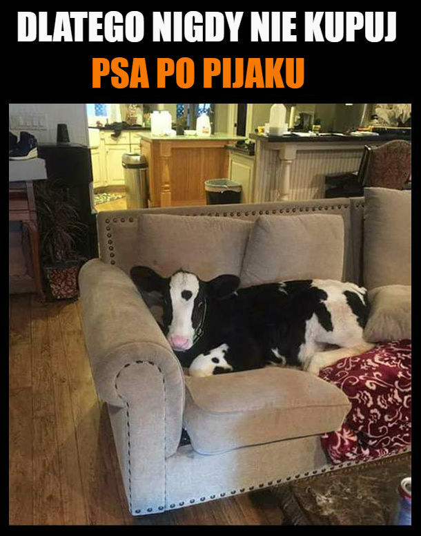 Nigdy nie kupuj psa po pijaku 
