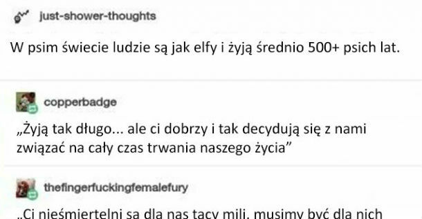 Tymczasem w świecie psów... 