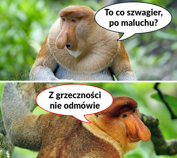 Po maluchu? :D 