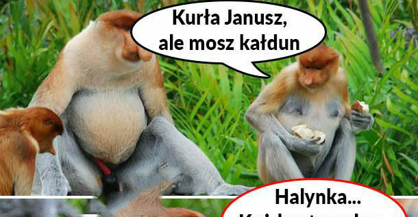 Kałdun Janusza 