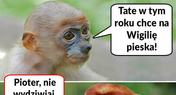 Piesek na święta