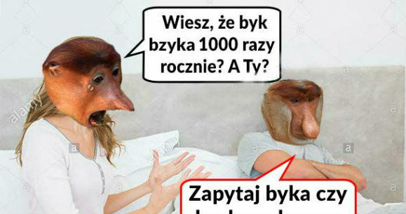 Zapytaj byka :D 