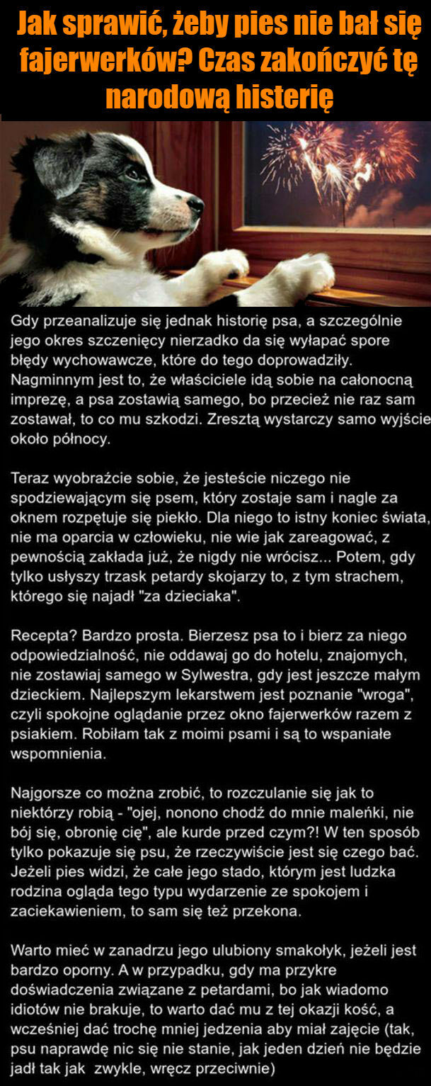 Jak sprawić, żeby pies nie bał się fajerwerków 
