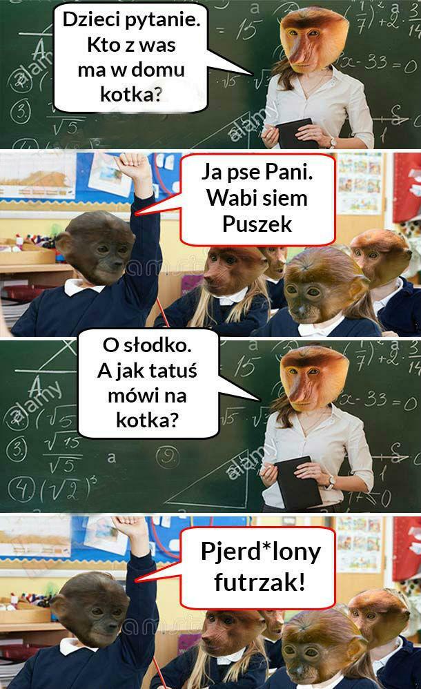 Kotek Pioterka 