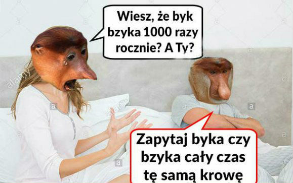 Zapytaj byka 