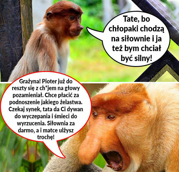 Siłka u Janusza