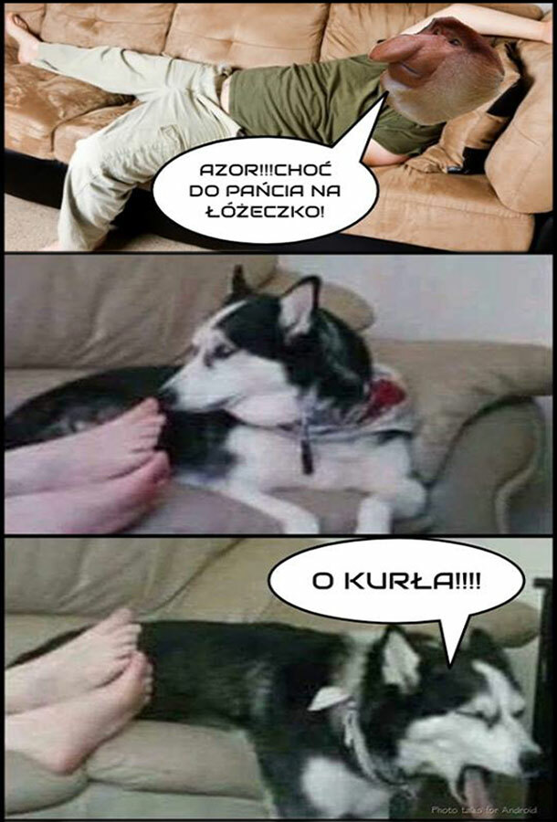 Azor nie wytrzymał