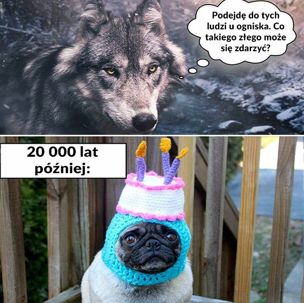 Ewolucja wilka