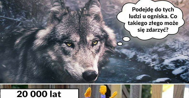 Ewolucja wilka