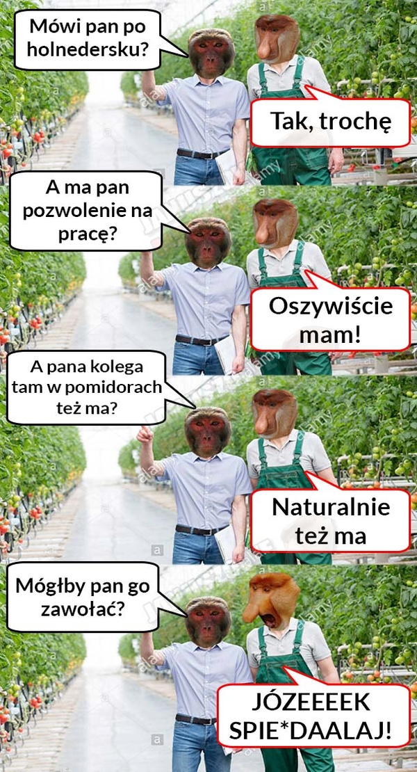 Janusze w Holandii