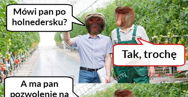 Janusze w Holandii