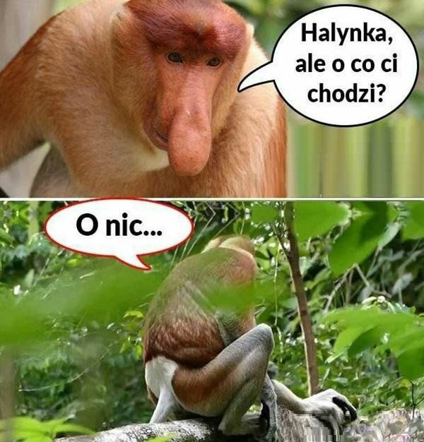 O co chodzi Halynce