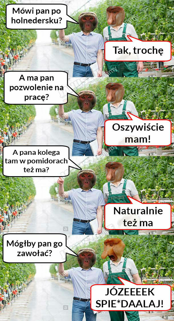 Janusz na saksach 