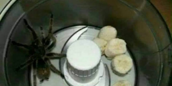 Banan ucieka przed pająkiem