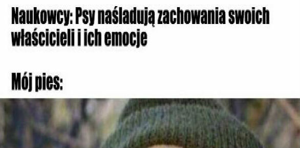 Psy naśladują właścicieli :D 