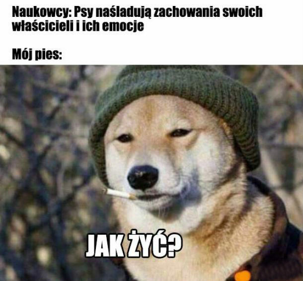 Psy naśladują właścicieli :D 