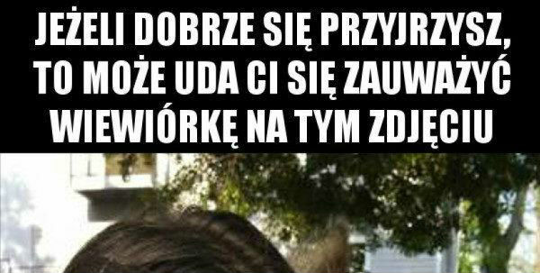 Dostrzegasz wiewiórkę?