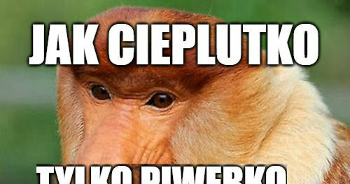 Majóweczka pryma sort