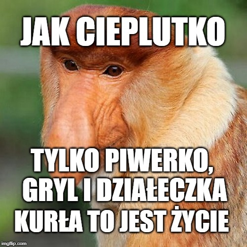 Majóweczka pryma sort