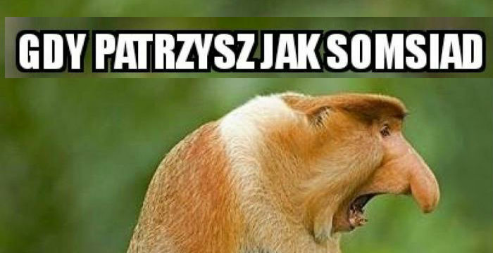 Majówka u somsiada złodzieja