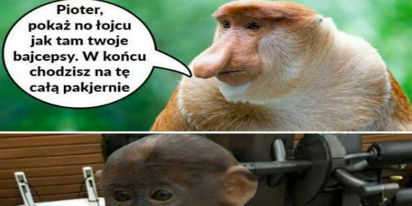 Pokaż bajcepsy łojcu