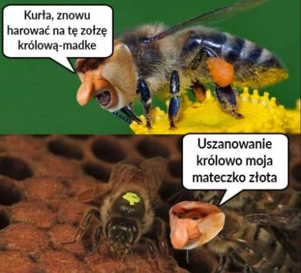 Królowa-madka