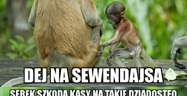 Co wybierze Janusz: 7daysa czy piwo?