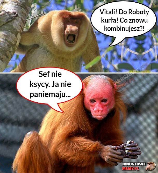 Vitali kurła!!!