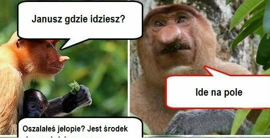 Janusz idzie na pole :D