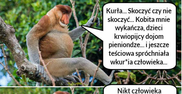 Skoczyć, czy nie skoczyć? 