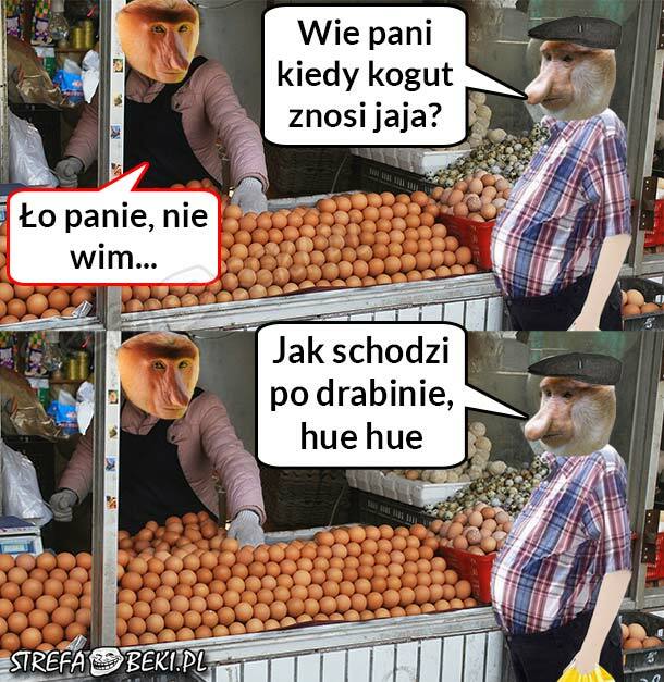 Kiedy kogut znosi jaja?