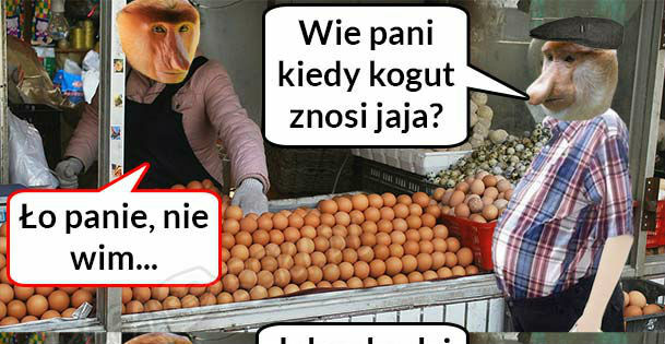 Kiedy kogut znosi jaja?