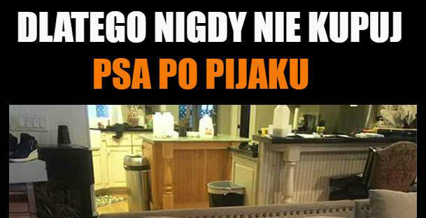 Dlatego nie kupuję psa po pijaku :D
