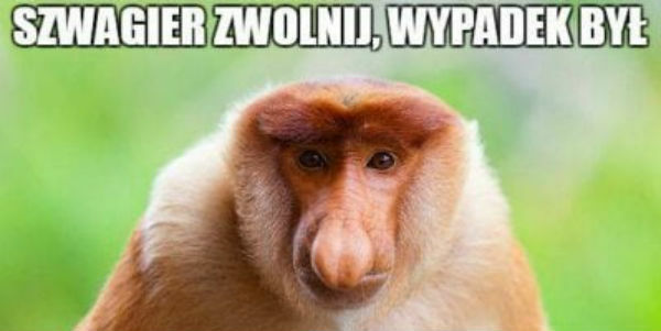 Zwolnij szwagier