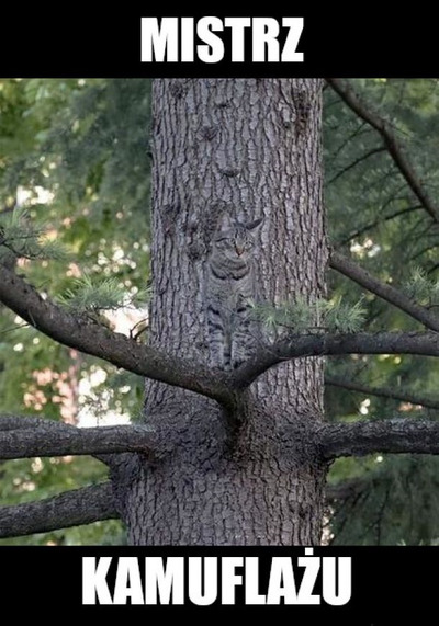 Mistrz kamuflażu :O 