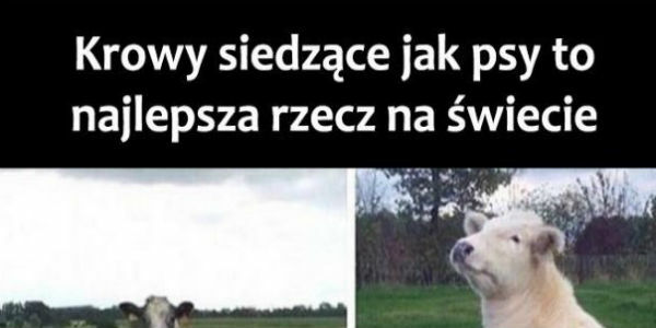 Krowy jak psy :D 