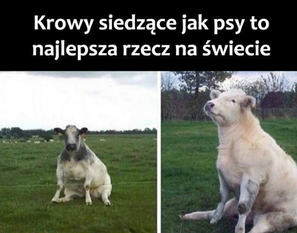 Krowy jak psy :D 