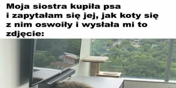 Reakcja kotów bezcenna :D 